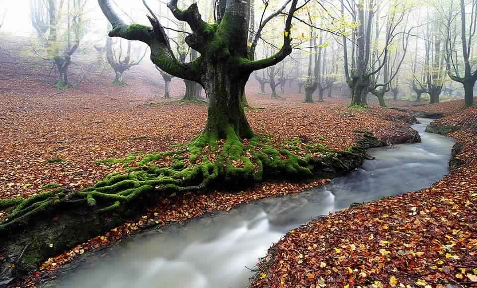 أجمل الغابات في العالم